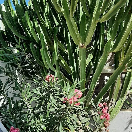 Blue Bay Paradise - Front With Sea View Apartment Playa Paraiso (Tenerife)