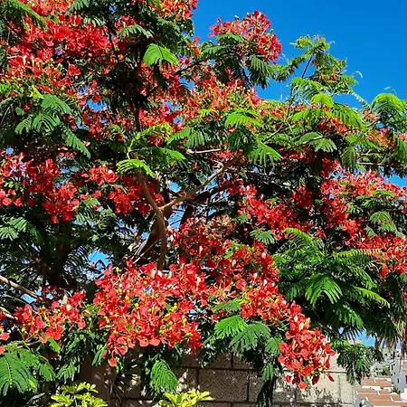 Blue Bay Paradise - Front With Sea View Apartment *